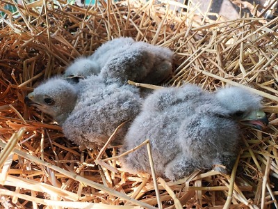 Jablonec pošle finance pro Archu na handicapovaná zvířata