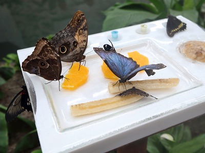 Do centra Liberce přináší kousek exotiky Papilonia – motýlí dům