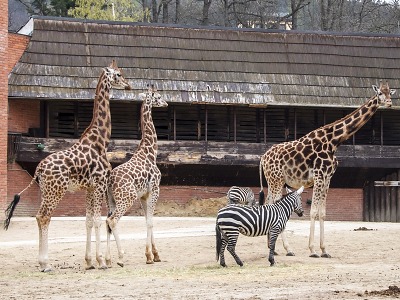 Autor foto:Archiv KÚ Libereckého kraje Nejoblíbenější cíl turistů v kraji? Liberecká zoo, iQlandia a DinoPark