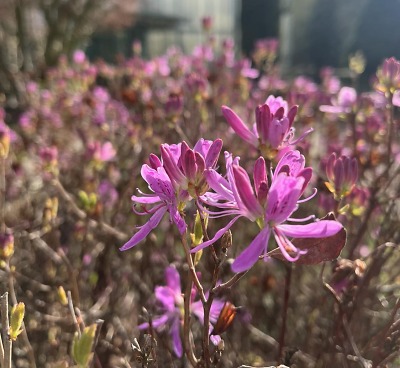 Botanická zahrada kvete. Láká i na libereckou klasiku – rododendrony