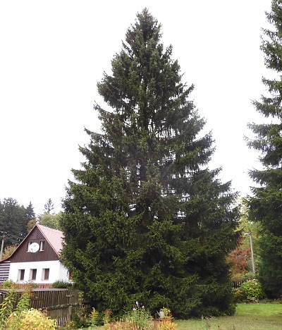 Vánoční strom pro Prahu letos přijede z Jablonecka