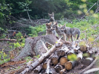 Výskyt vlků v Českém ráji budou prověřovat proškolení dobrovolníci