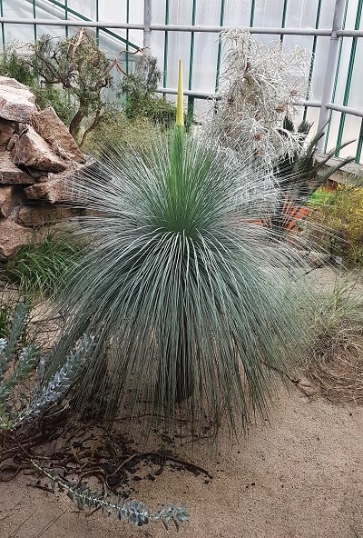 Evropská rarita: v liberecké botanické zahradě vykvete žlutokap