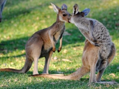 V Desné bude cestovatel Jiří Mára vyprávět o Austrálii