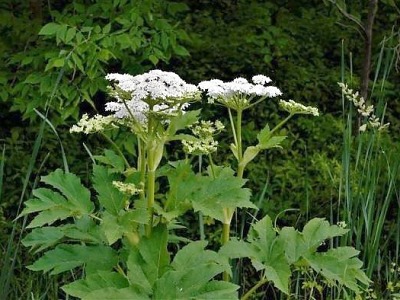 Boj s bolševníkem pokračuje. Kraj ho bude likvidovat na Železnobrodsku