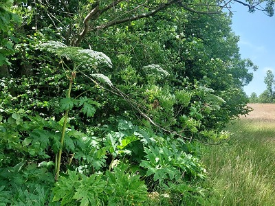 Kraj vyzývá k likvidaci nebezpečného bolševníku velkolepého