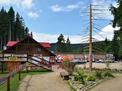 První český strom botovník mají v Harrachově u bobové dráhy