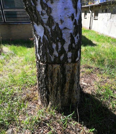 V Jablonci někdo zbytečně zničil strom