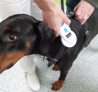 Od roku 2020 je očkování psa platné pouze s označením mikročipem