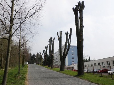 Za poškození 17 lip uložili inspektoři ČIŽP pokutu 250 tisíc korun