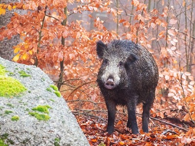 Zákaz vstupu do lesů končí, lov divočáků však pokračuje