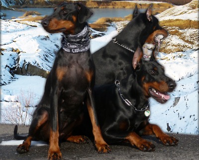 V Jablonci vzniká charitativní kalendář Dobrmani v nouzi