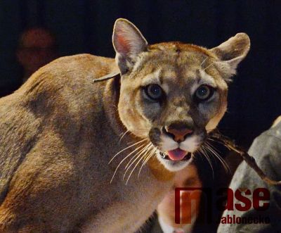 Obrazem: Na ples IZS nečekaně zavítala puma