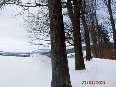 Město Jablonec zachraňuje historickou dubovou alej