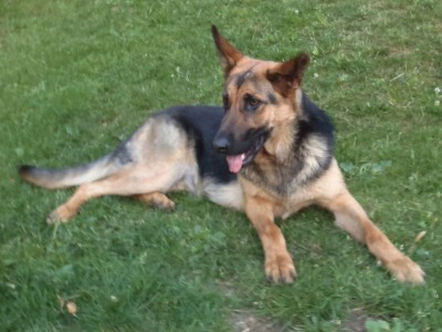 Pomozte najít zatoulanou Barku