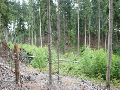 Firma Forestman neobnovila les u Vlastibořic, dostala pokutu 280 tisíc