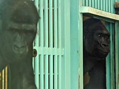 Gorily už jsou v liberecké zoo