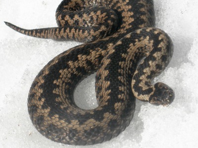 Došlo do redakce: Podívejte se, co jde na jaře potkat ve stopě