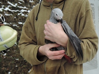 Hasiči na Jablonecku řezali prsteny i lovili papouška