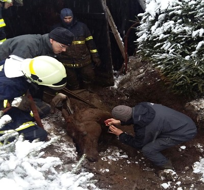 Pád do bahna v Lučanech se stal pro koně osudným