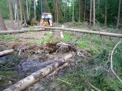 V lese u Zásady muže zavalil strom, ten těžkým zraněním podlehl
