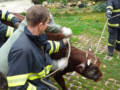 Kuriozita od sousedů: Býka dokážou zkrotit i turnovští hasiči