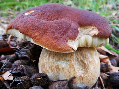 Jaké houby rostou v našem kraji?
