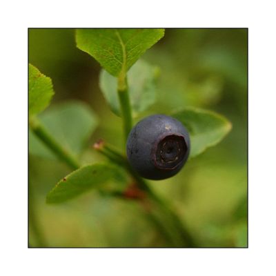 Omezení vstupu do KRNAP kvůli profesionálním borůvkářům 