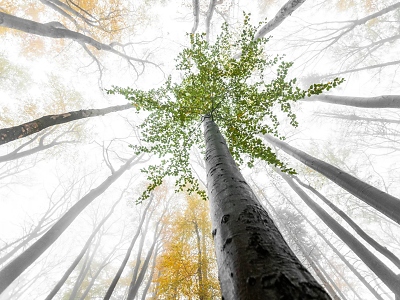 Pět let zápisu Jizerskohorských bučin do světového dědictví UNESCO