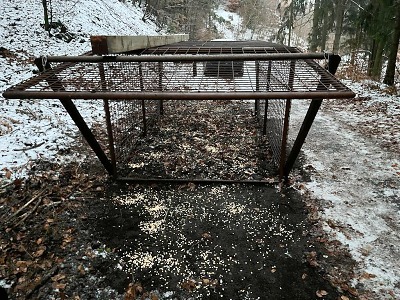 Autor foto:Archiv magistrátu města Jablonec nad Nisou Počet divočáků bude regulovat lov i klec