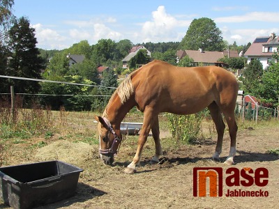 Sucho trápí nejen lidi nebo ryby, ale i koně