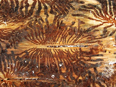 Gradace kůrovce v Krkonoších? Ta současná se nejspíš blíží ke konci