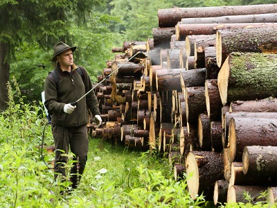 Správa KRNAP letos zpracovala 52 000 m3 kůrovcem napadeného dřeva