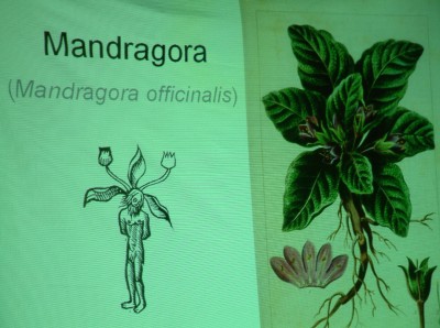 Magické rostliny představují v čajovně