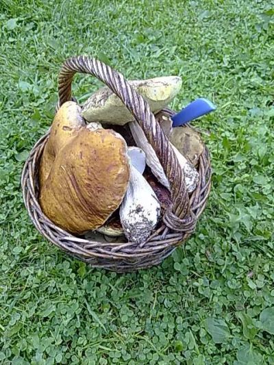 Houbařský úlovek roku – čtenářská fotografická soutěž