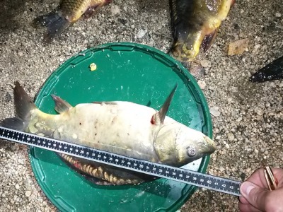 Střípky z městské policie: Loučení s létem, rvačky i ukradení kapři