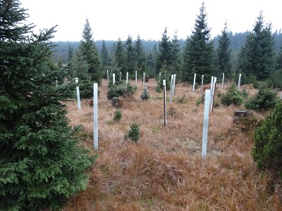 Co se Nadaci pro záchranu a obnovu Jizerských hor v roce 2015 povedlo