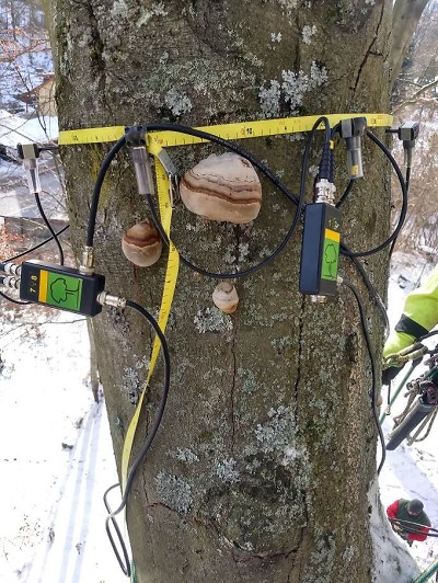 Ve Vysoké ulici v Jablonci pokácí nemocný buk
