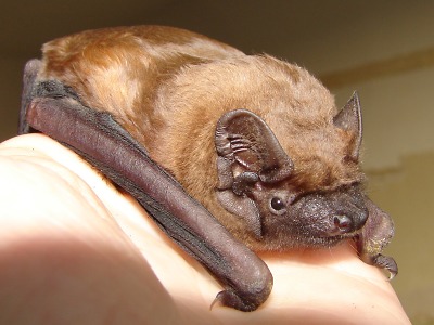 Přelom srpna a září patří v kraji nocím pro netopýry