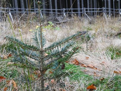 Lesy v Jizerských horách budou druhově bohatší