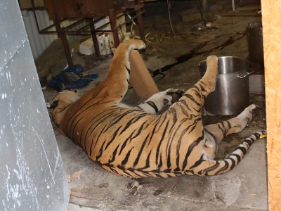 Celníci a inspektoři odhalili obchod s tygry. Probíhal i v Libereckém kraji