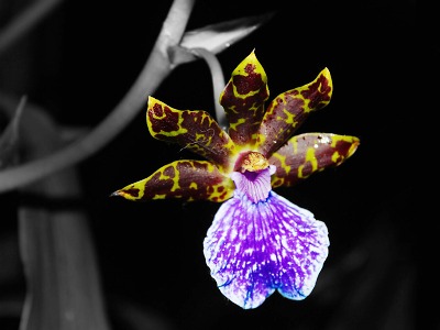 Autor foto:Archiv KÚ Libereckého kraje Kam v zimě za vůní a exotikou? Na orchideje do botanické zahrady