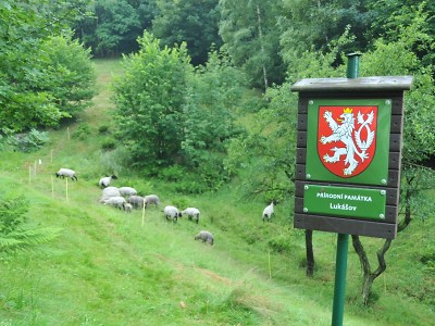 V chráněném území v Lukášově se pasou ovce, kraj tím udržuje louku