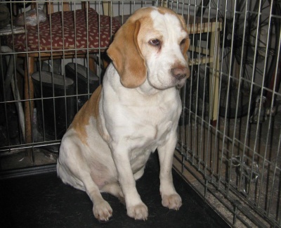 Bígl čeká na svého pána v kotci radnice