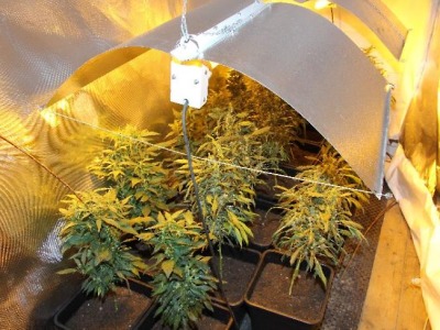 Muž v rodinném domě v Janově pěstoval konopí, hrozí mu až pět let