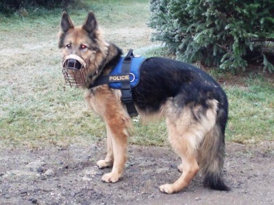 Zraněného seniora v lese našli všímavý občan a policejní pes