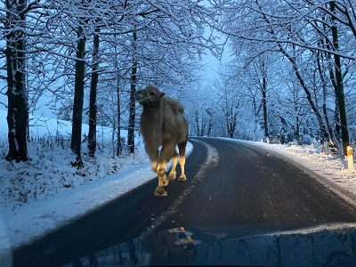 Autor foto:Petr Šén, Silnice LK Neobvyklým turistou po zasněžené silnici v Jizerkách byl velbloud
