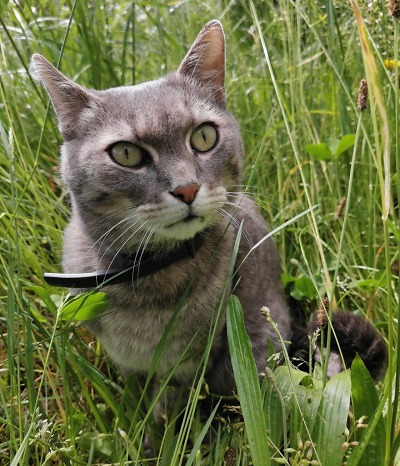 Muž v Liberci vyhodil kocoura za trest z okna v 9. patře paneláku