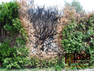 Obecní túje v Líšném zřejmě někdo záměrně zlikvidoval