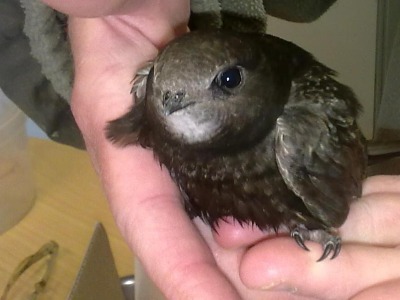 V jablonecké ZŠ Arbesova vyroste pilotní věž pro rorýse